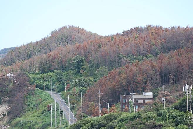 경북 포항 야산에 고사한 소나무 [촬영 손대성]