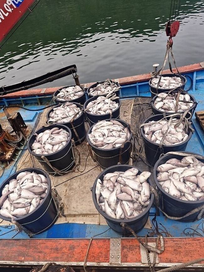 ▲ 남해군의 한 양식장에서 적조로 양식 어류가 폐사해 수거한 모습 /남해군