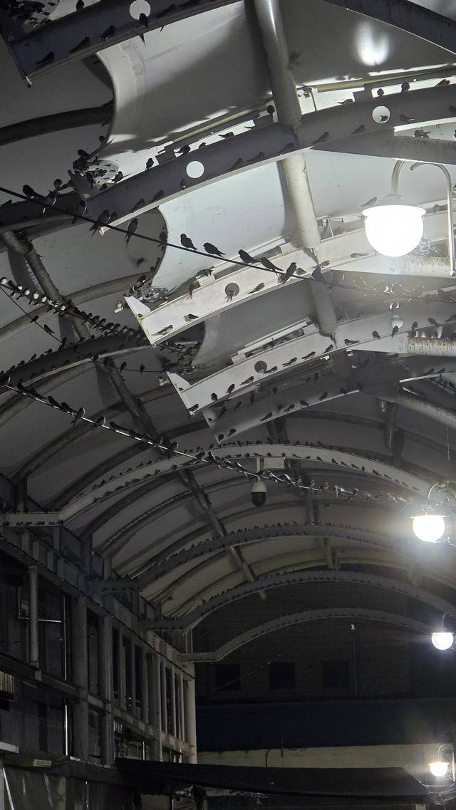 지난 6일 밤, 군위전통시장 내 아케이드 천장과 전선 위에 앉은 제비 무리의 모습. 배철한기자