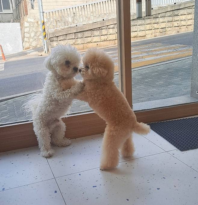 '싸우는 거 아님'…개 친구와도 잘 노는 소망이(보호자 제공) ⓒ 뉴스1