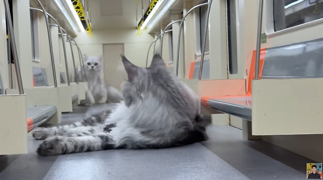 중국의 인플루언서 싱즈레이가 자신의 유튜브 채널에 '고양이들을 위해 서브웨이를 만들었다'는 제목으로 올린 영상. /사진=유튜브 'Xing's world' 캡처