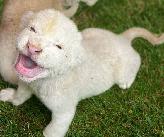 대구 달성군 가창면의 동물원 네이처파크에서 백사자 부부가 낳은 아기사자. [사진 네이처파크]