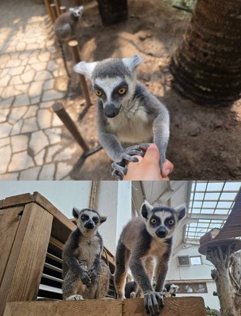 폐업한 동물원에서 구조돼 네이처파크에서 살고 있는 알락꼬리 여우원숭이. [사진 네이처파크]