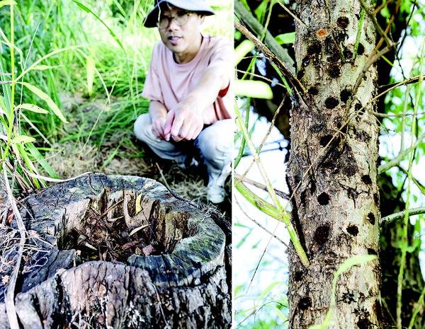 지난 5일 부산 사하구 을숙도 상단(일웅도)에서 낙동강하구에코센터 김현우 박사가 유리알락하늘소의 습격으로 고사해 베어낸 버드나무 밑동을 가리키고 있다. 오른쪽은 같은 날 고사 직전의 버드나무가 유리알락하늘소의 산란으로 곳곳에 구멍이 뚫린 모습.  전민철 기자 jmc@kookje.co.kr
