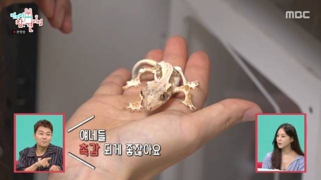 MBC ‘전지적 참견 시점’ 캡처