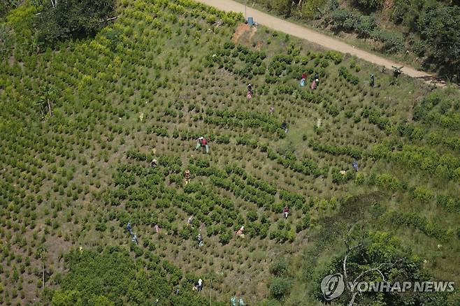 콜롬비아 코카 재배 농가 [AP 연합뉴스 자료사진. 재판매 및 DB 금지]