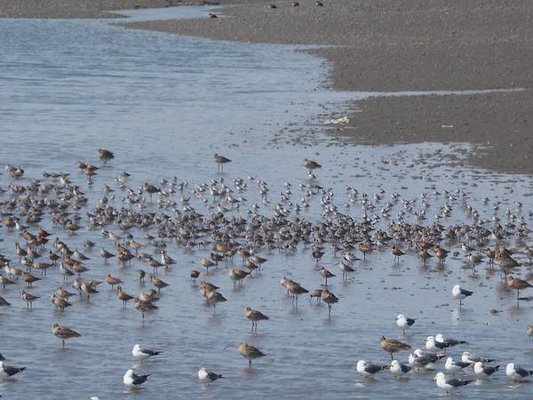 씨사이드파크 갯벌 조류 [사진=씨사이드파크]