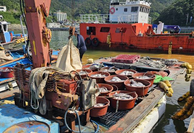 통영시 산양읍 만지도 인근 해상 가두리양식장에서 참돔 수 만 마리가 적조에 떼죽음 했다. 어민들이 폐사체를 육지로 옮기고 있다. 독자 제공