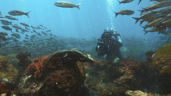 갈라파고스 지역에서 바다이구아나를 촬영 중인 버티 그레고리. /내셔널지오그래픽·디즈니+