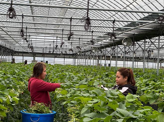 외국인 계절근로자들이 경남도내 한 농가에서 일하고 있다. /경남도 제공
