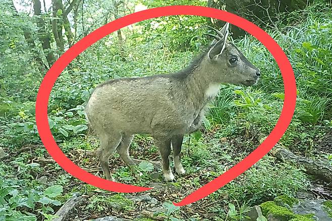 경북 주홀산에서 포착된 산양.[녹색연합 제공]