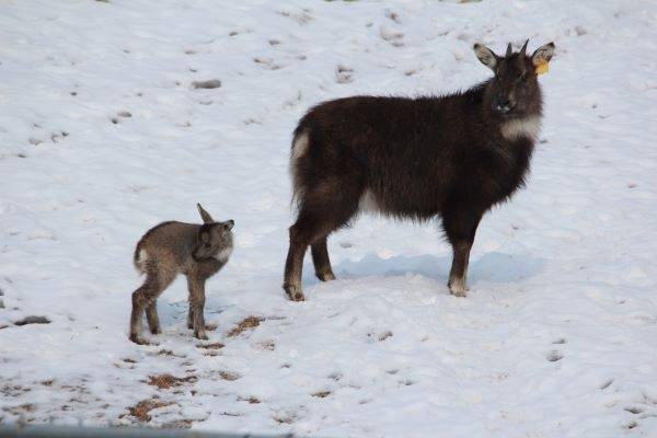 산양.[양구산양·사향노루증식복원센터 제공]