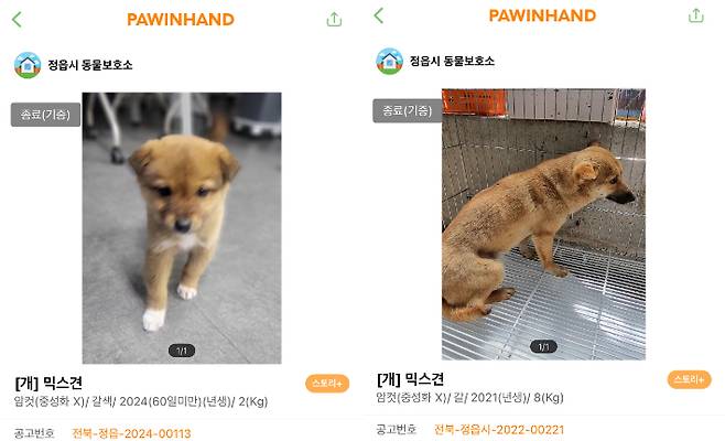 안락사 후 카데바(해부 실습용 사체)로 사용했다는 의혹을 받는 A업체가 입양한 유기견. 비글구조네트워크 제공