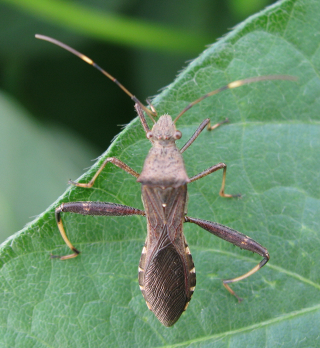 노린재류는 콩 꼬투리에 구침을 넣어 흡즙해 콩 농가에 피해를 준다. 사진은 톱다리개미허리노린재. 농진청