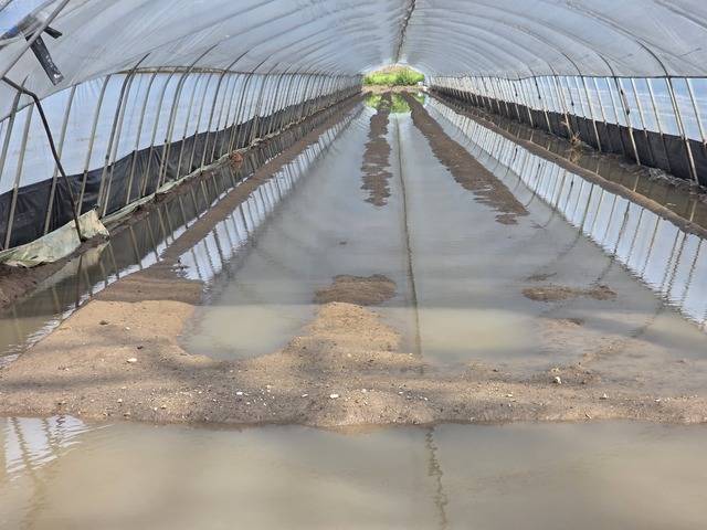 8월 마지막주에 감자를 정식한 전북 완주군의 한 시설하우스. 가득찼던 물이 다 빠지지 않아 곧바로 재정식을 할 수도 없는 상황이다.