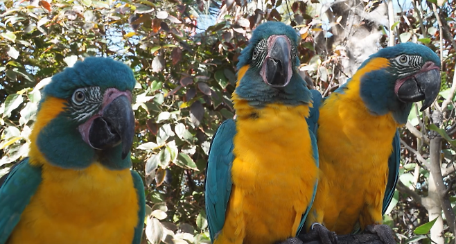 푸른목 금강앵무는 일부일처제로 무리를 지어 살면서, 다양한 소리와 몸짓을 통해 의사소통하는 것으로 잘 알려져 있다. 이 앵무새들도 사람들처럼 다른 개체를 관찰하면서 배운다는 사실이 밝혀졌다. 독일 막스 플랑크 생물 지능 연구소 제공