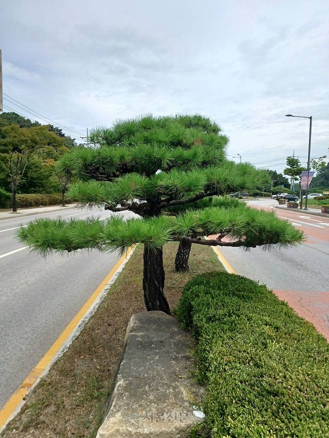 8일 오전 경북 영주시 도심 소나무 가로수길의 소나무가 아름다운 자태를 뽐내고 있다. 영주시 서원로(남산현대아파트~이산건널목) 소나무 가로수길은 산림청의 ‘2024년 우수 관리 가로수길’로 선정됐다.