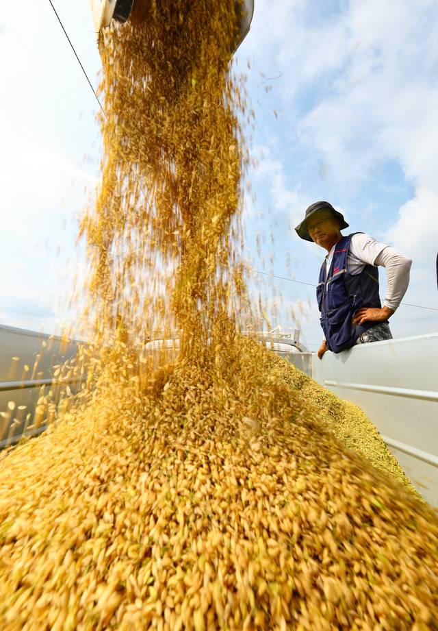 이달 들어 쌀 20㎏ 평균 가격이 6만 원대에 진입하는 등 쌀값 급등 현상이 나타나고 있는 가운데 지난달 25일 경기 화성시 정남면의 한 논에서 열린 2025년 화성시 조생종 벼베기 행사에서 현지 농부가 콤바인으로 수확한 벼를 옮겨 담고 있다.  뉴시스