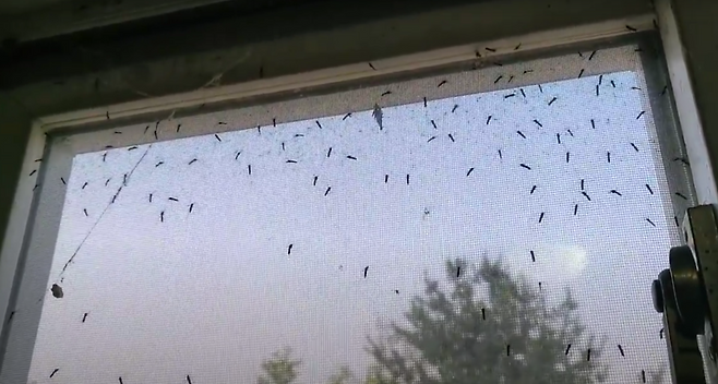방충망에 모기떼가 붙어 있다.[X(구 트위터) 갈무리]