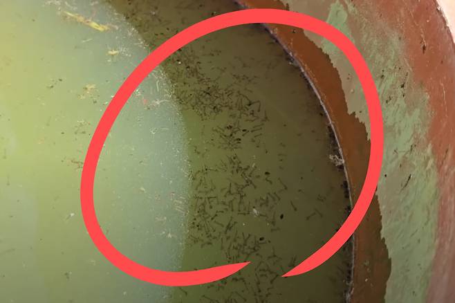 물웅덩이 속 장구벌레(모기 유충).[유튜브 ‘국가대표 쩔템’ 채널 갈무리]