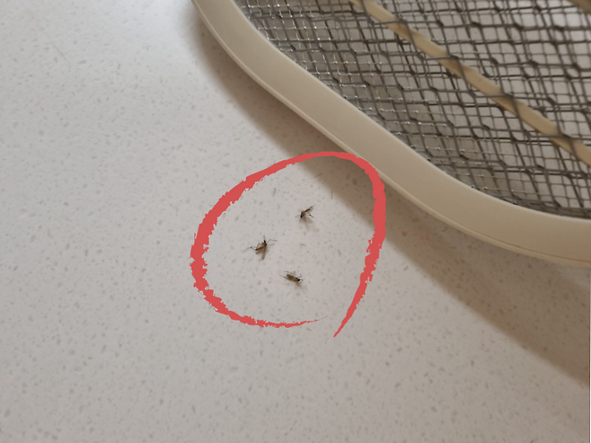 11월 말까지도 기승을 부리는 모기. [독자 제공]