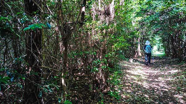 숲이 울창하지만 이정표가 잘 갖추어져 길 잃을 염려는 없다.