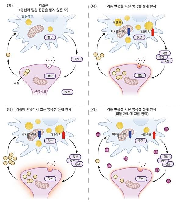 양극성 장애 환자의 성상교세포가 신경세포와 상호작용하는 과정./KAIST
