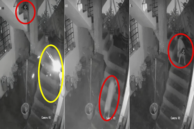 지난달 24일 페루의 한 가정집에서 발생한 폭탄 공격을 반려견이 도화선을 끊어 막아냈다. 사진=엑스(@dog_rates) 캡처