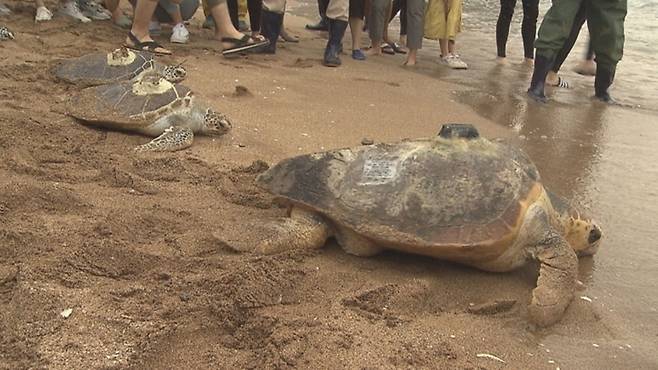 바다거북 방류 행사