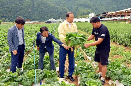 지난달 26일 강원 정선 준고랭지 신품종 여름배추 시범재배 현장에서 홍문표(오른쪽에서 둘째) aT 사장 등이 하라듀 신품종 배추를 점검하고 있다. 사진 한국농수산식품유통공사