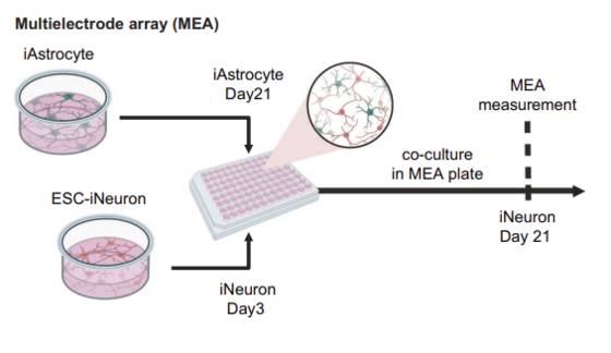 A diagram showing testing of astrocytes, star-shaped cells in the brain, in a research by KAIST scientists regarding lithium responsiveness in bipolar disorder patients [SCREEN CAPTURE]