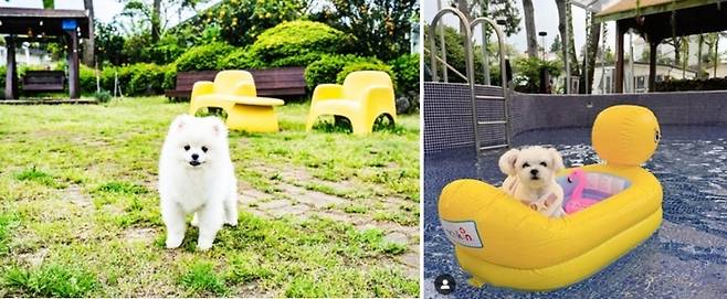 애견댕댕이파크리조트  / 사진=제주관광공사