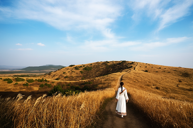 따라비 억새 [이하 사진, 제주관광공사 제공]