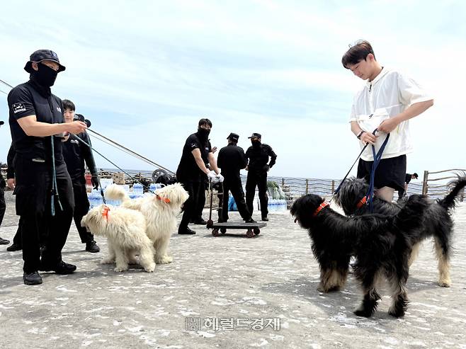 지난6월 12일 독도지킴이 삽살개 교대모습 사진왼쪽 10대 우리˙나라 오른쪽 11대 설국˙은주[(재) 한국삽살개 재단 홈페이지]