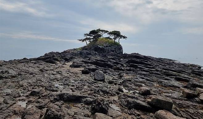 국가유산 천연기념물로 지정 예고된 부안 도청리 솔섬 전경 (사진=부안군 제공) *재판매 및 DB 금지