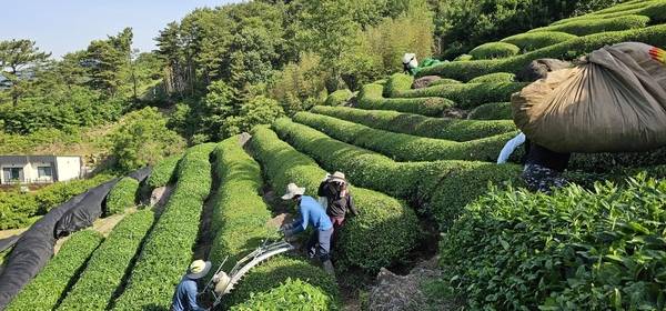 하동녹차 수확 모습. /하동군