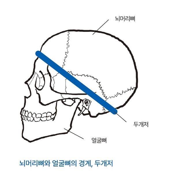 이지호 교수는 ‘뇌머리뼈는 오피스, 얼굴뼈는 현장직’이라는 표현으로 얼굴뼈를 설명했다./사진=도서《얼굴의 인문학》