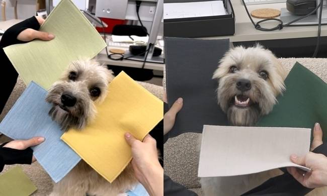 MBC ‘나 혼자 산다’ 제공