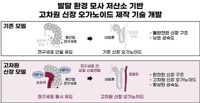 [울산=뉴시스] 구미현 기자 =사람 배아가 발달되는 저산소 환경을 모사함으로써, 역분화줄기세포를 사람 신장과 더 닮은 인공 미니 신장으로 발달시키는 과정을 설명한 연구그림 (사진=UNIST 제공) 2025.09.11. photo@newsis.com *재판매 및 DB 금지