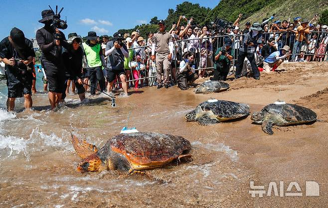 [서귀포=뉴시스] 우장호 기자 = 11일 오전 제주 서귀포시 중문 색달해변에서 해양수산부(해수부) 주최로 열린 '바다거북 자연방류' 행사에서 바다거북이들이 방류되고 있다. 해수부에 따르면 이번에 방류되는 바다거북 13마리는 야생에서 구조돼 치료받거나 인공부화에 성공한 개체다. 2025.09.11. woo1223@newsis.com