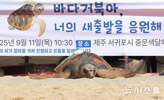 [서귀포=뉴시스] 우장호 기자 = 11일 오전 제주 서귀포시 중문 색달해변에서 해양수산부(해수부) 주최로 열린 '바다거북 자연방류' 행사에서 바다거북이들이 방류되고 있다. 해수부에 따르면 이번에 방류되는 바다거북 13마리는 야생에서 구조돼 치료받거나 인공부화에 성공한 개체다. 2025.09.11. woo1223@newsis.com