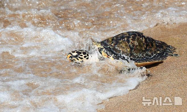 [서귀포=뉴시스] 우장호 기자 = 11일 오전 제주 서귀포시 중문 색달해변에서 해양수산부(해수부) 주최로 열린 '바다거북 자연방류' 행사에서 바다거북이들이 방류되고 있다. 해수부에 따르면 이번에 방류되는 바다거북 13마리는 야생에서 구조돼 치료받거나 인공부화에 성공한 개체다. 2025.09.11. woo1223@newsis.com