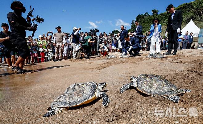 [서귀포=뉴시스] 우장호 기자 = 11일 오전 제주 서귀포시 중문 색달해변에서 해양수산부(해수부) 주최로 열린 '바다거북 자연방류' 행사에서 바다거북이들이 방류되고 있다. 해수부에 따르면 이번에 방류되는 바다거북 13마리는 야생에서 구조돼 치료받거나 인공부화에 성공한 개체다. 2025.09.11. woo1223@newsis.com
