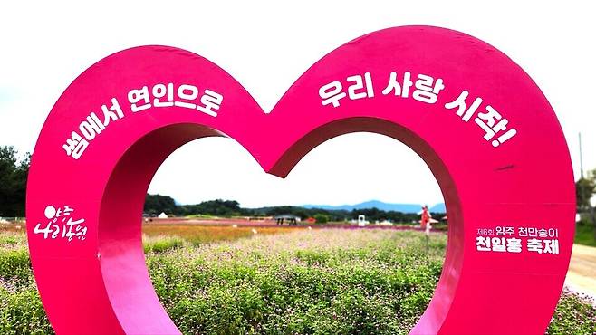 ▲ 올해 7회째를 맞은 양주 천만송이 천일홍 축제가 12일 문을 열고 관광객을 유혹하고 있다.