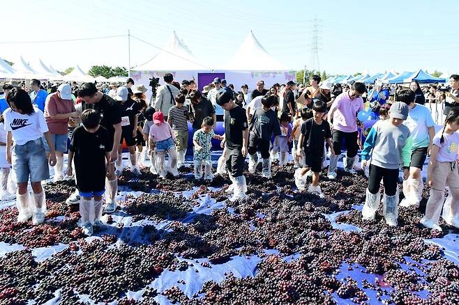 ▲ 안산시는 오는 19일부터 21일까지 대부바다향기테마파크 일원에서 '2025년 대부 포도 축제'를 연다. 안산 대부 포도 축제는 '대부에 취하자, 즐기자, 빠지자'라는 주제로 포도의 맛과 풍부한 관광자원을 연계해 펼쳐진다. 안산 대부 포도 축제는 대부 포도의 우수성을 알리고 소비를 촉진하기 위해 1995년 시작됐으며, 올해는 30주년을 기념해 축제 기간을 지난해보다 하루 늘려 사흘간 진행한다. 축제 첫날인 19일에는 대부동 주민체육대회·경로잔치·청소년예술제로 꾸려진 '대부애(愛) 한마음 축제'에 이어 동춘서커스의 식전 공연과 초대 가수 축하공연이 펼쳐지는 개막식이 열린다. 지난해 대부 포도 밟기 모습. /사진제공=안산시 /안산=이동희 기자 dhl@incheonilbo.com