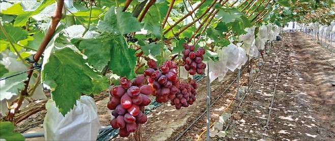 경북 성주에 있는 로열바인 포도 농장. 수확을 앞둔 포도송이가 매달려 있다. /신세계백화점 제공