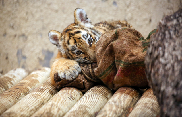 서울대공원에서 태어난 시베리아 호랑이가 9월13일에 출생 100일을 맞는다. 서울대공원