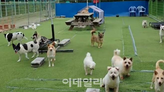 경기도 용인시 유기동물 행강 보호소의 모습(사진=행강)