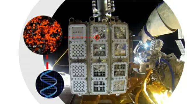 ISS 외부에 말린 크루코키디옵시스를 노출시킨 연구 결과가 발표됐다. (출처=로스코스모스/ESA)