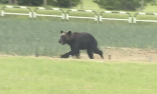 불곰 한 마리가 일본 북부 삿포로의 들판을 달리고 있는 모습. AP통신 캡처